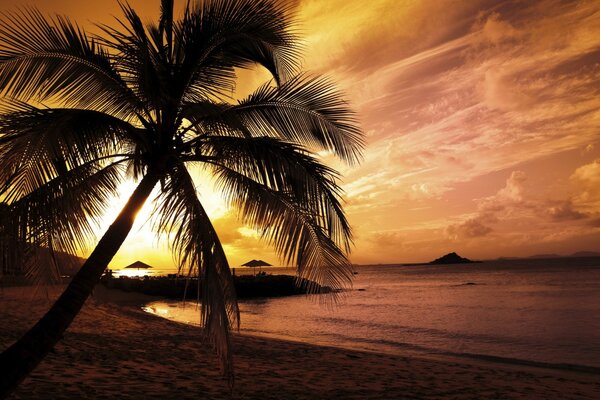 Silueta de una palmera en el fondo de una puesta de sol