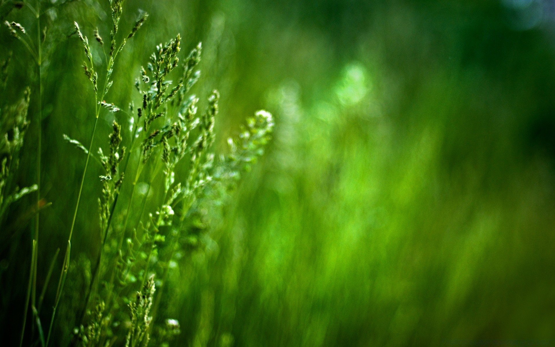 macro hierba hoja crecimiento naturaleza rocío lluvia exuberante flora desenfoque verano amanecer jardín al aire libre caída césped medio ambiente buen tiempo brillante sol