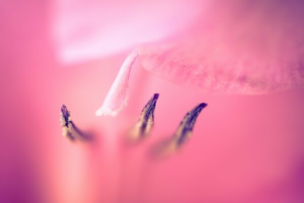 Imagen delicada en tonos rosados con una abeja