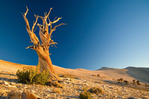 Un árbol curvo en un desierto desierto