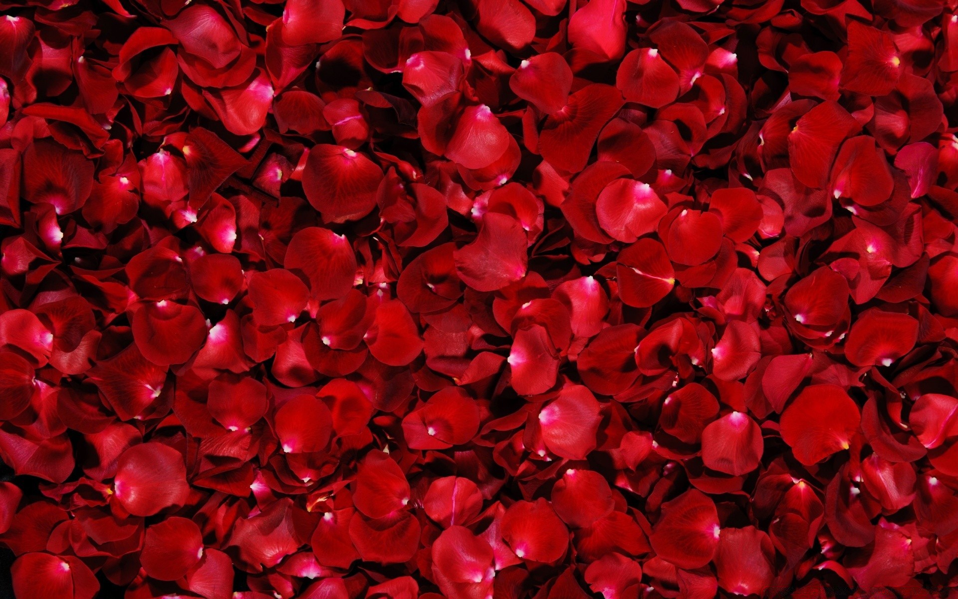 flores escritorio abstracto textura amor arte diseño
