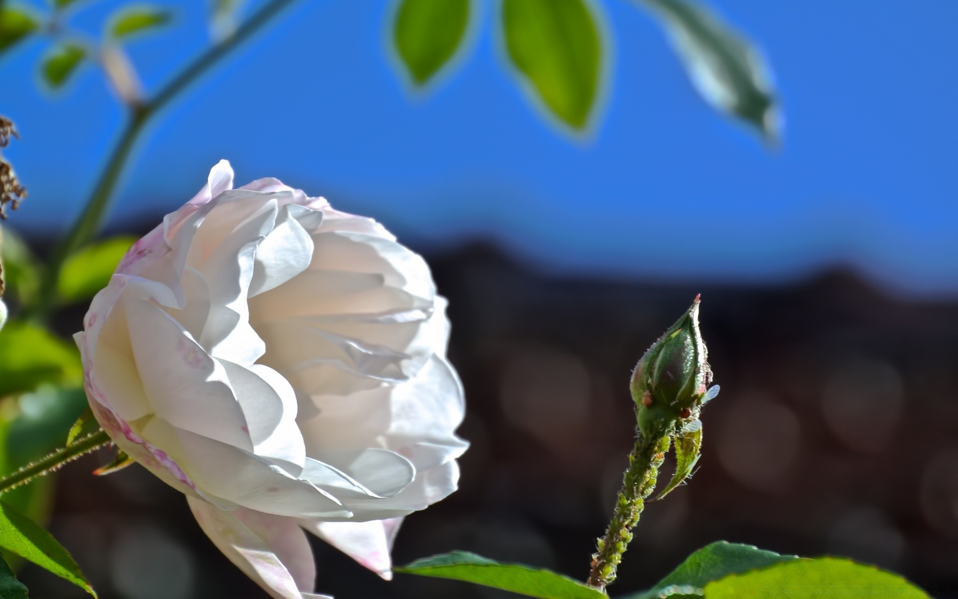 macro flor naturaleza hoja flora rosa jardín verano hermoso romance floral amor color pétalo brillante bluming al aire libre boda romántico crecimiento