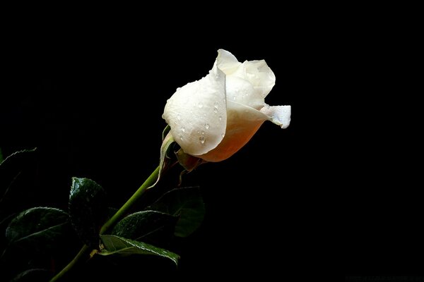 Hermosa rosa blanca