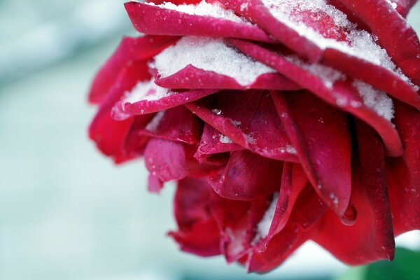 Flor roja rociada con nieve