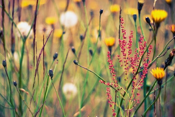 Campo con hierbas y flores