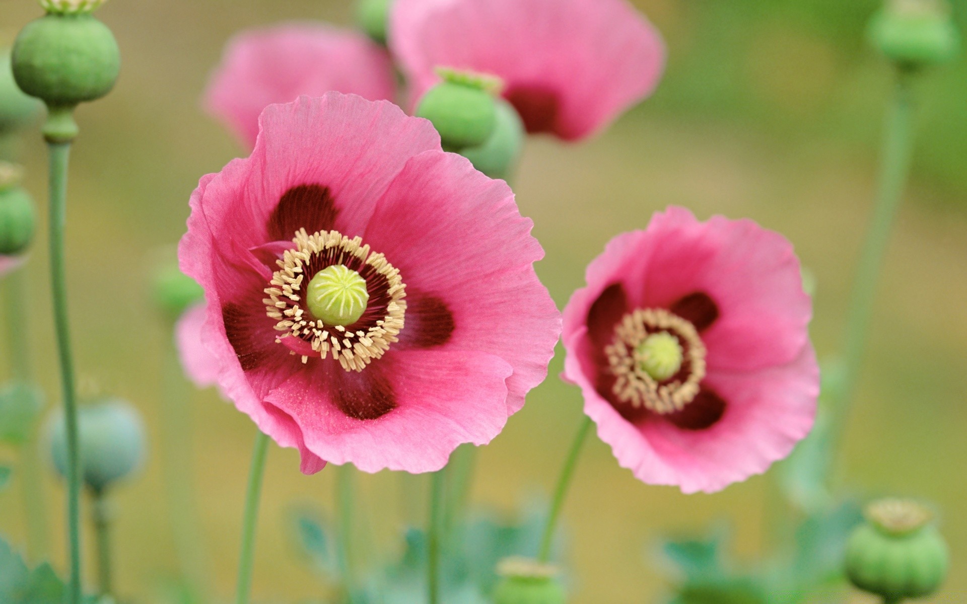 flores flor naturaleza flora verano floral brillante hoja floración jardín primer plano pétalo color crecimiento al aire libre cáscara polen salvaje hermoso poppy