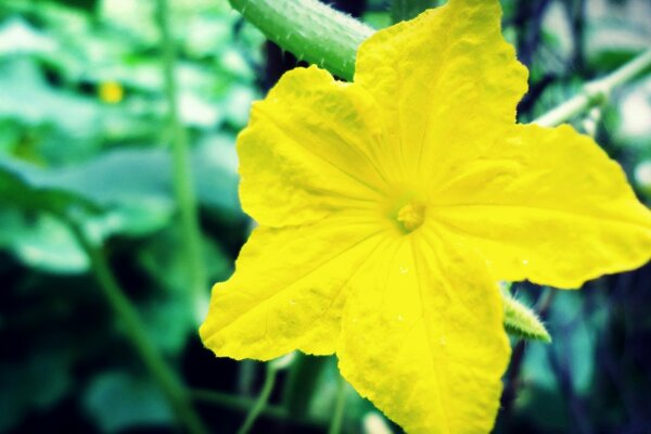 Flor amarilla como una estrella