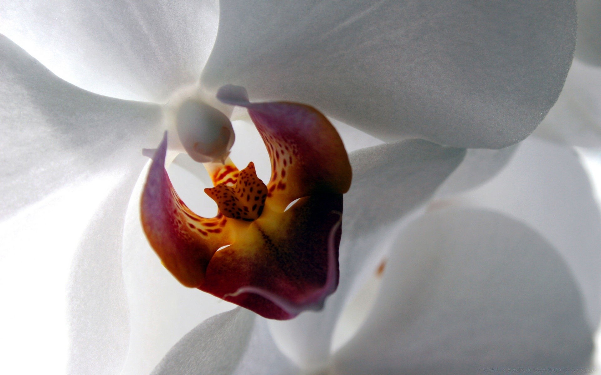 flores flor orquídeas naturaleza flora elegante bluming romance hermoso pétalo phalaenopsis boda color delicado luzga exótico amor romántico floral botánico brillante