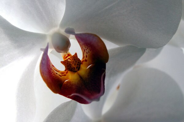 Hermosa orquídea en la diadema