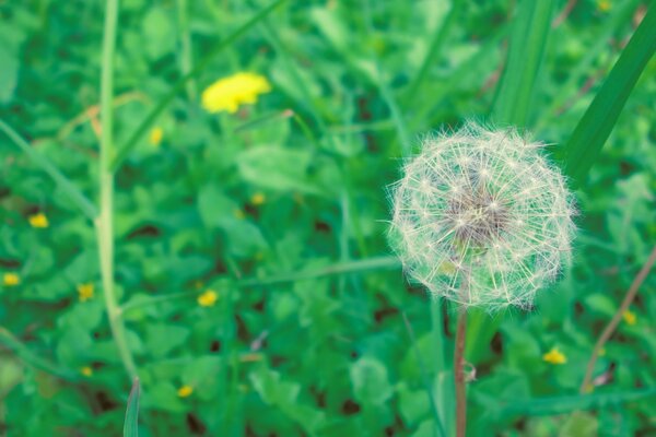 Macro de la flor del diente de León en el campo