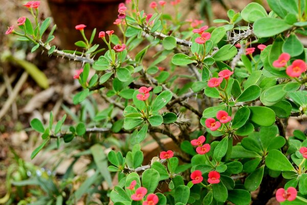 Flores rojas. Flores campestres. Arbusto