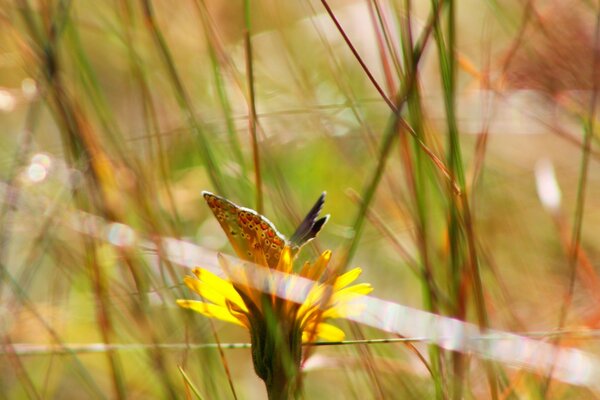 Mariposa sentada en una flor al aire libre