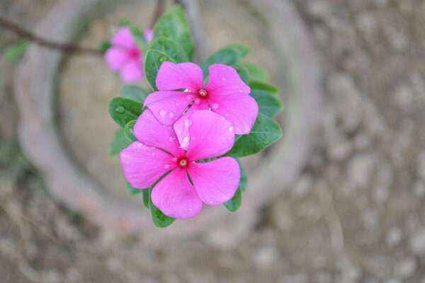 Hermosa flor que crece en el Jardín