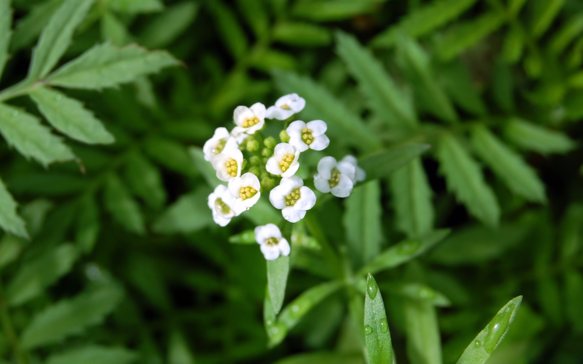 flores hoja flora naturaleza primer plano jardín crecimiento verano medio ambiente flor