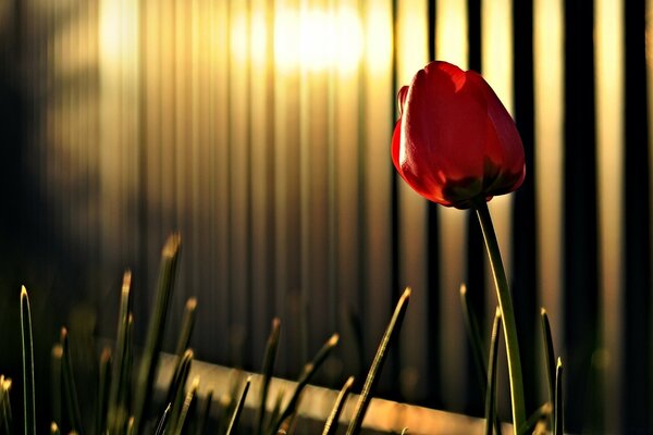 Tulipán rojo en la luz de la noche
