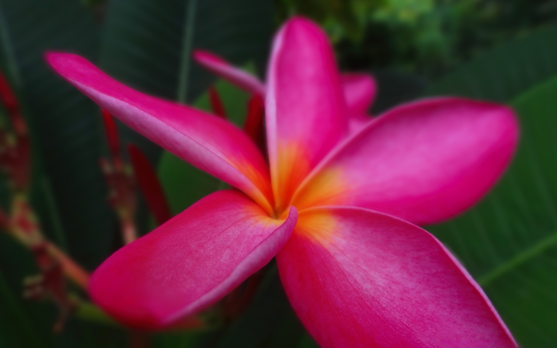 flores tropical flor naturaleza exótica flora frangipani verano jardín plumeria hoja hermosa aloha color brillante pétalo bluming floral