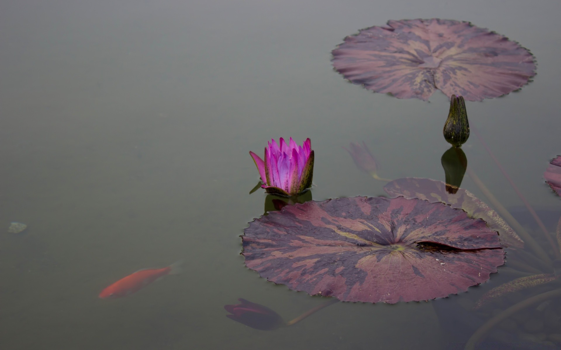 flores agua naturaleza flor al aire libre lago luz del día piscina