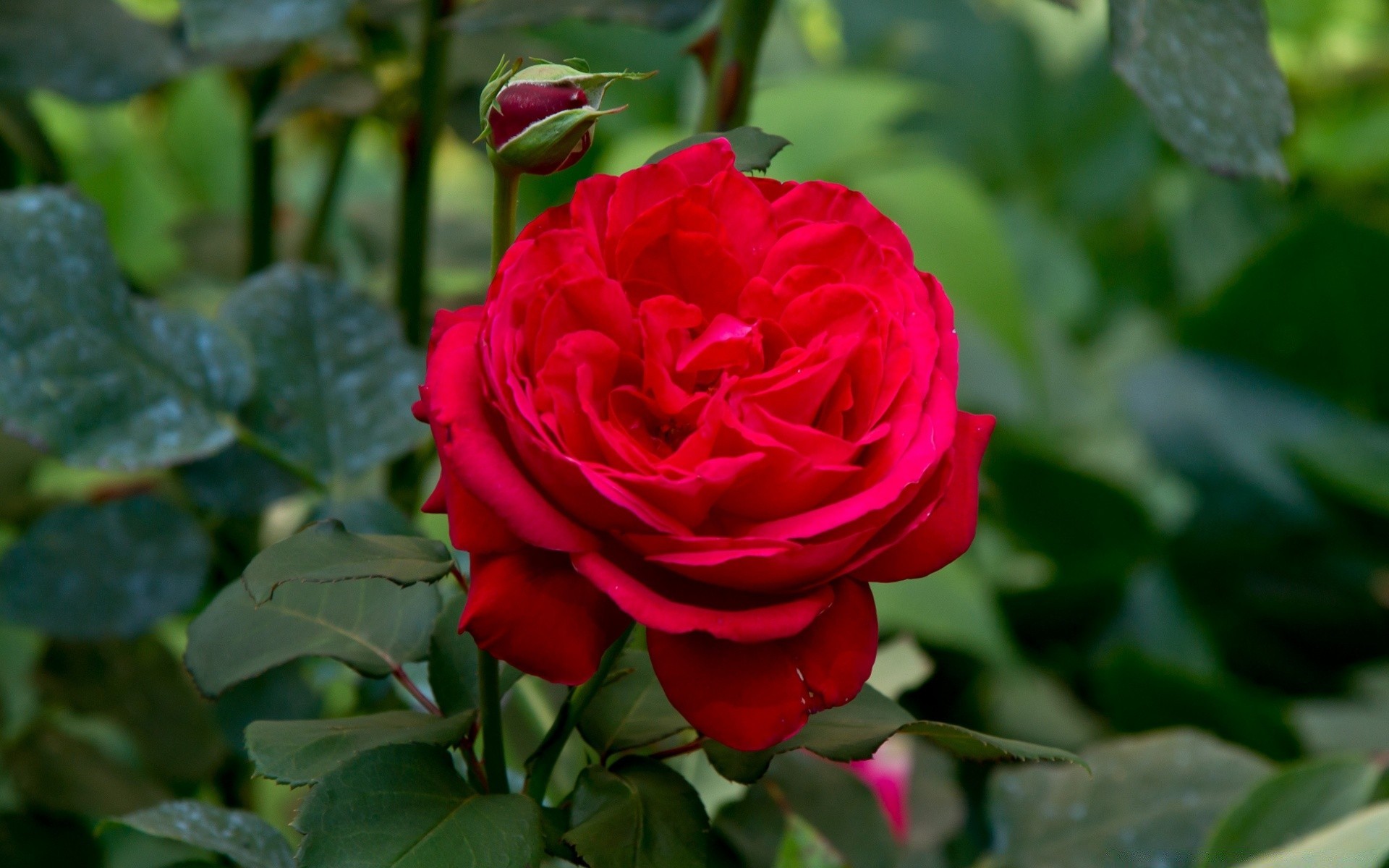 flores rosa flor flora hoja naturaleza pétalo floral romance bluming amor jardín romántico verano regalo ramo color botánico
