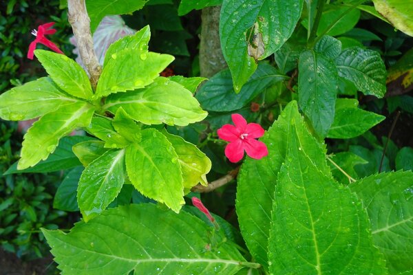 Flor escarlata con hojas suculentas de doble verdor