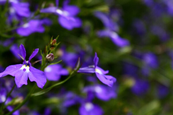Pequeñas flores púrpuras con pétalos tallados