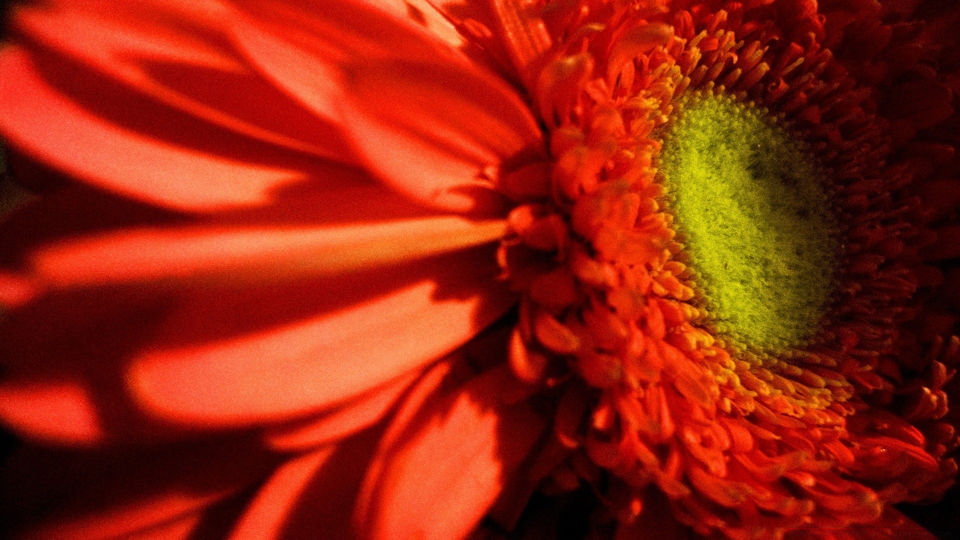 flores flor naturaleza color flora brillante hermoso verano pétalo escritorio desenfoque hoja jardín
