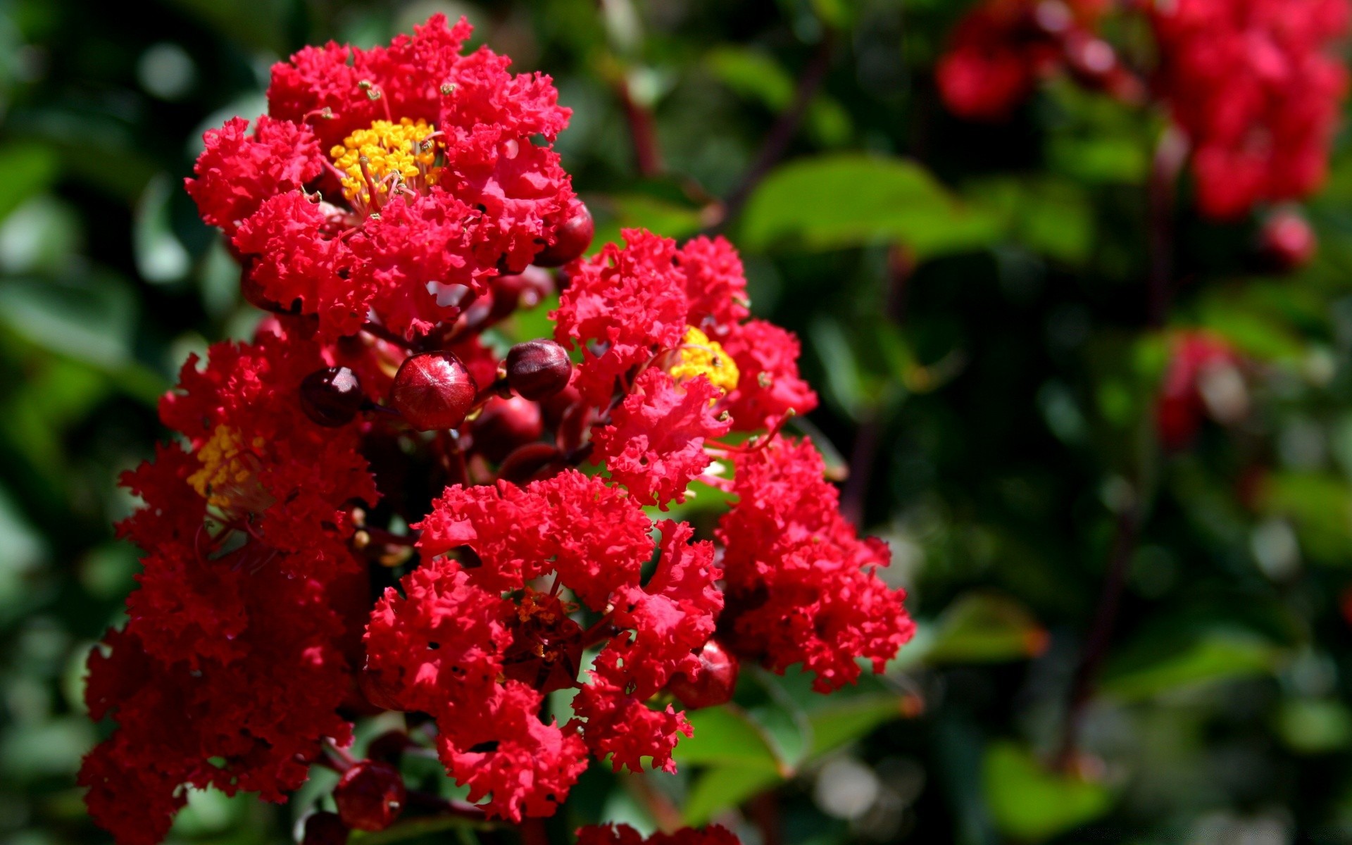 flores flor naturaleza jardín hoja flora verano arbusto floración floral color al aire libre crecimiento pétalo rosa brillante