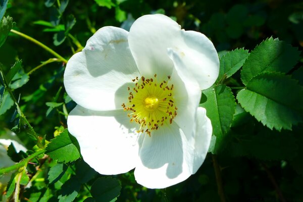 Fotografía macro flor blanca