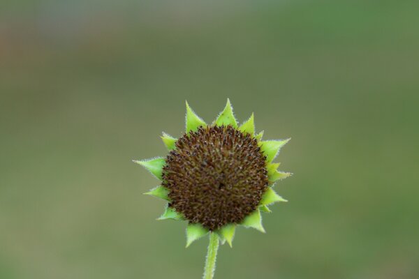 Pequeña flor con hojas verdes