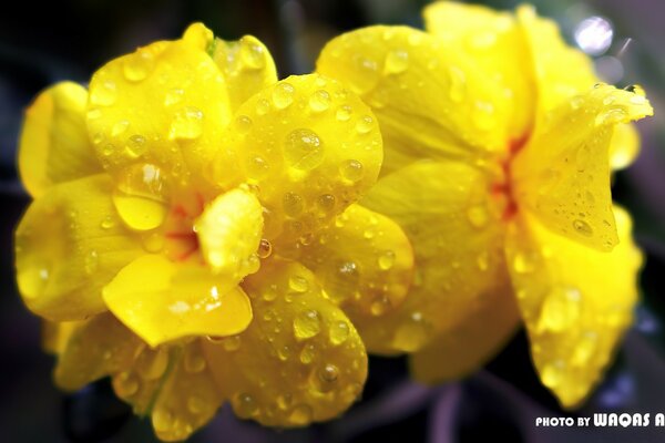 Época estival. Flor amarilla en gotas de rocío
