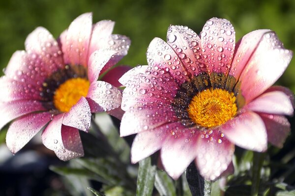 Fondo de Escritorio flora