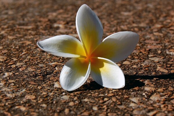 Flor blanca tropical en el Suelo