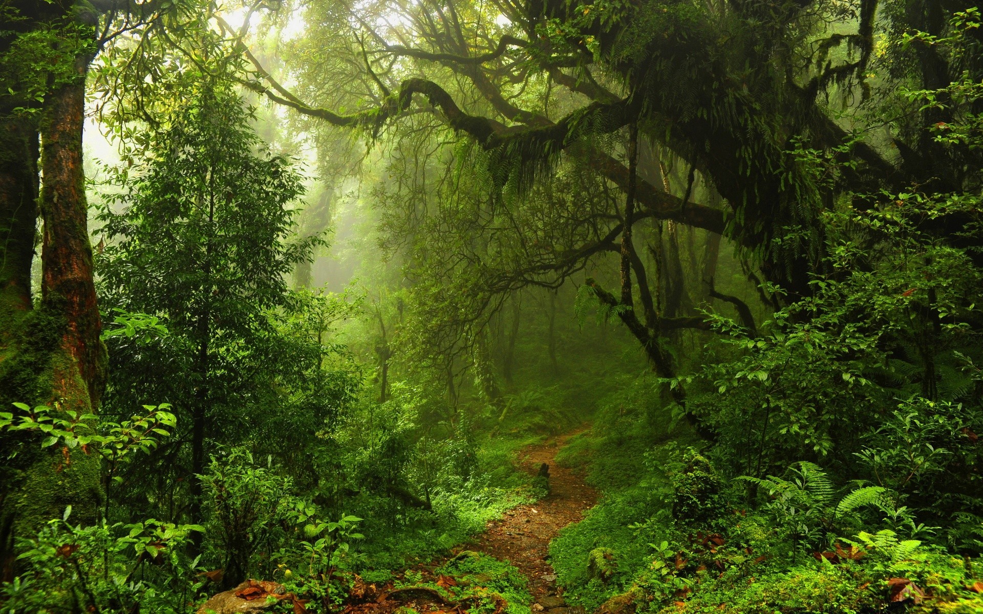bosque madera hoja árbol naturaleza paisaje exuberante parque medio ambiente al aire libre selva tropical escénico niebla musgo otoño flora verano amanecer fern buen tiempo