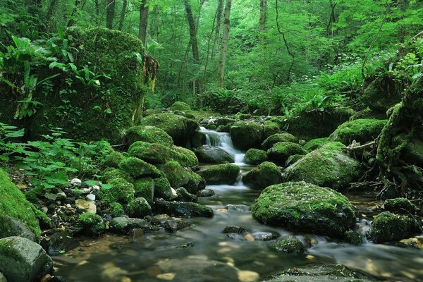 Agua con musgo en el bosque