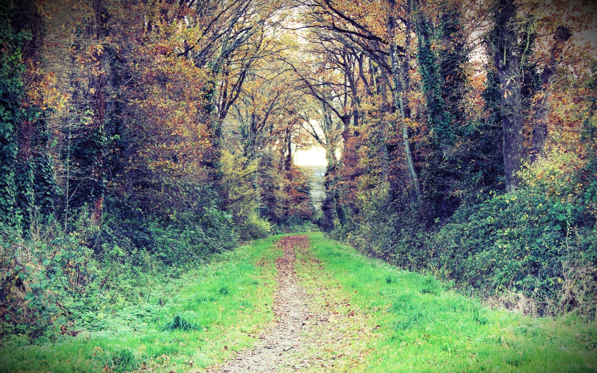 bosque madera árbol paisaje hoja naturaleza carretera parque otoño temporada guía medio ambiente escénico al aire libre rural campo camino buen tiempo flora paisaje