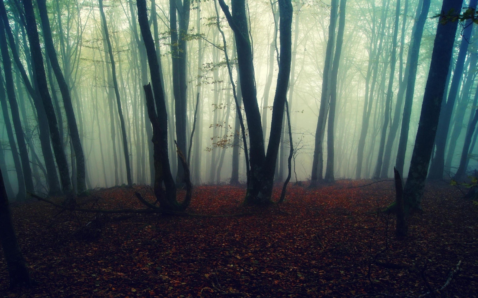 bosque niebla niebla madera paisaje otoño amanecer naturaleza árbol luz sol bruma misterio iluminado sombra parque hoja espeluznante buen tiempo