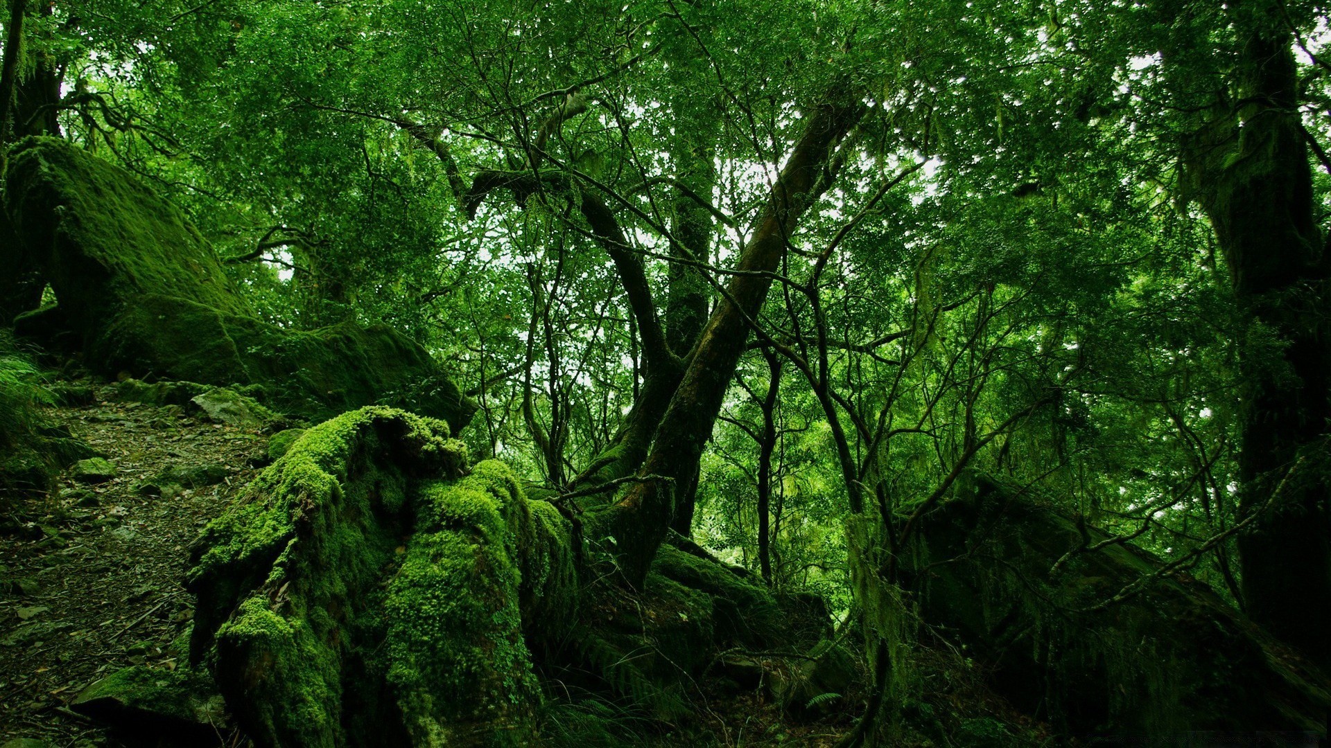bosque madera árbol paisaje hoja naturaleza medio ambiente parque exuberante musgo tronco luz del día rama escénico crecimiento buen tiempo flora amanecer al aire libre niebla