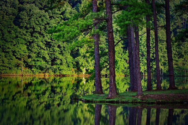 Paisaje natural de árboles en el bosque
