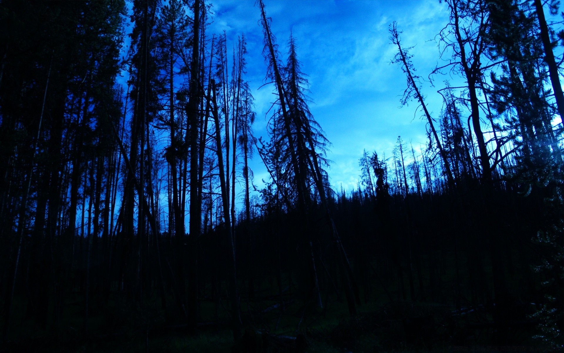 bosque madera naturaleza árbol al aire libre amanecer paisaje sol puesta de sol coníferas noche cielo luz buen tiempo