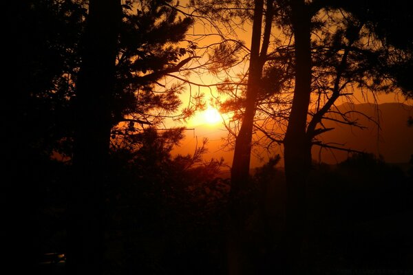 Puesta de sol en el fondo de las cimas de un bosque de coníferas