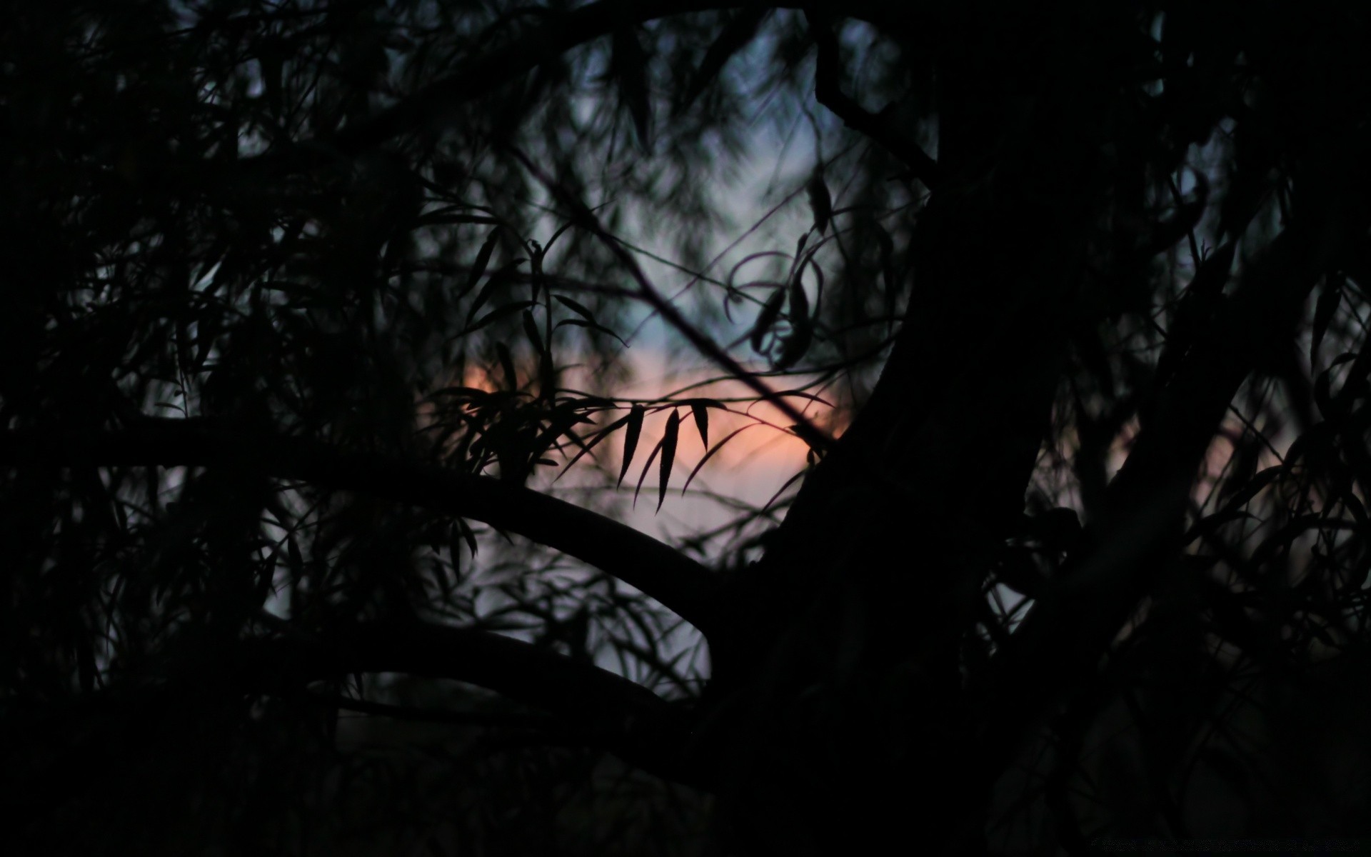 bosque árbol luz oscuro silueta iluminado madera paisaje sombra amanecer puesta de sol luna noche espeluznante sol