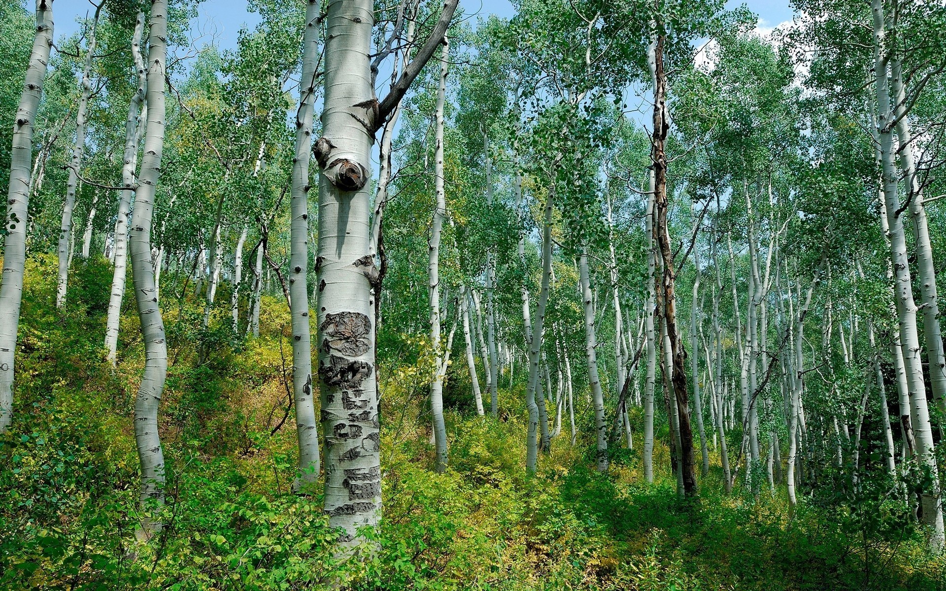 bosque madera árbol naturaleza abedul paisaje medio ambiente hoja flora tronco rama corteza rural verano al aire libre parque buen tiempo temporada país exuberante