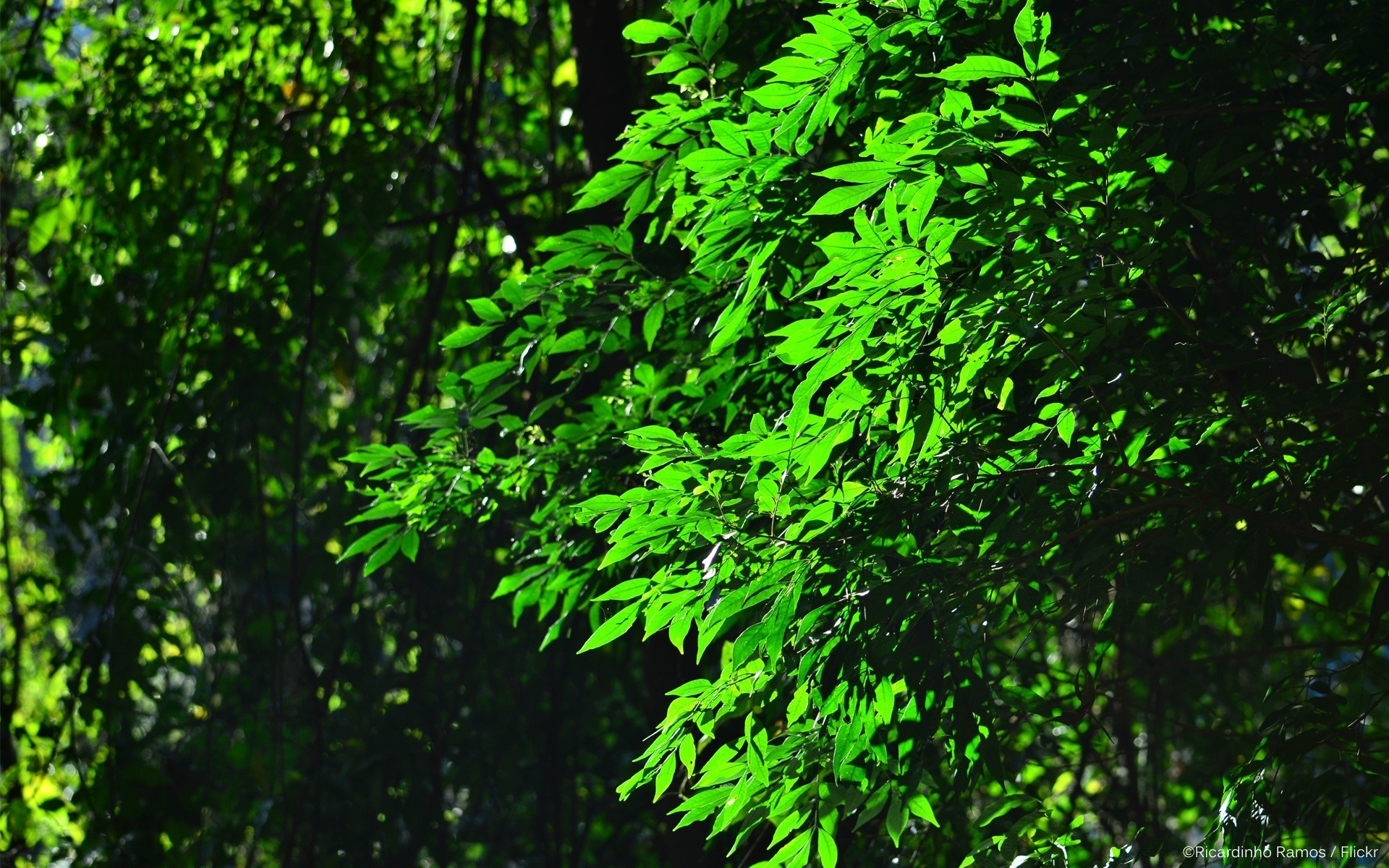 bosque hoja madera naturaleza crecimiento exuberante flora árbol medio ambiente escritorio al aire libre verano brillante parque rama amanecer luz paisaje sol buen tiempo