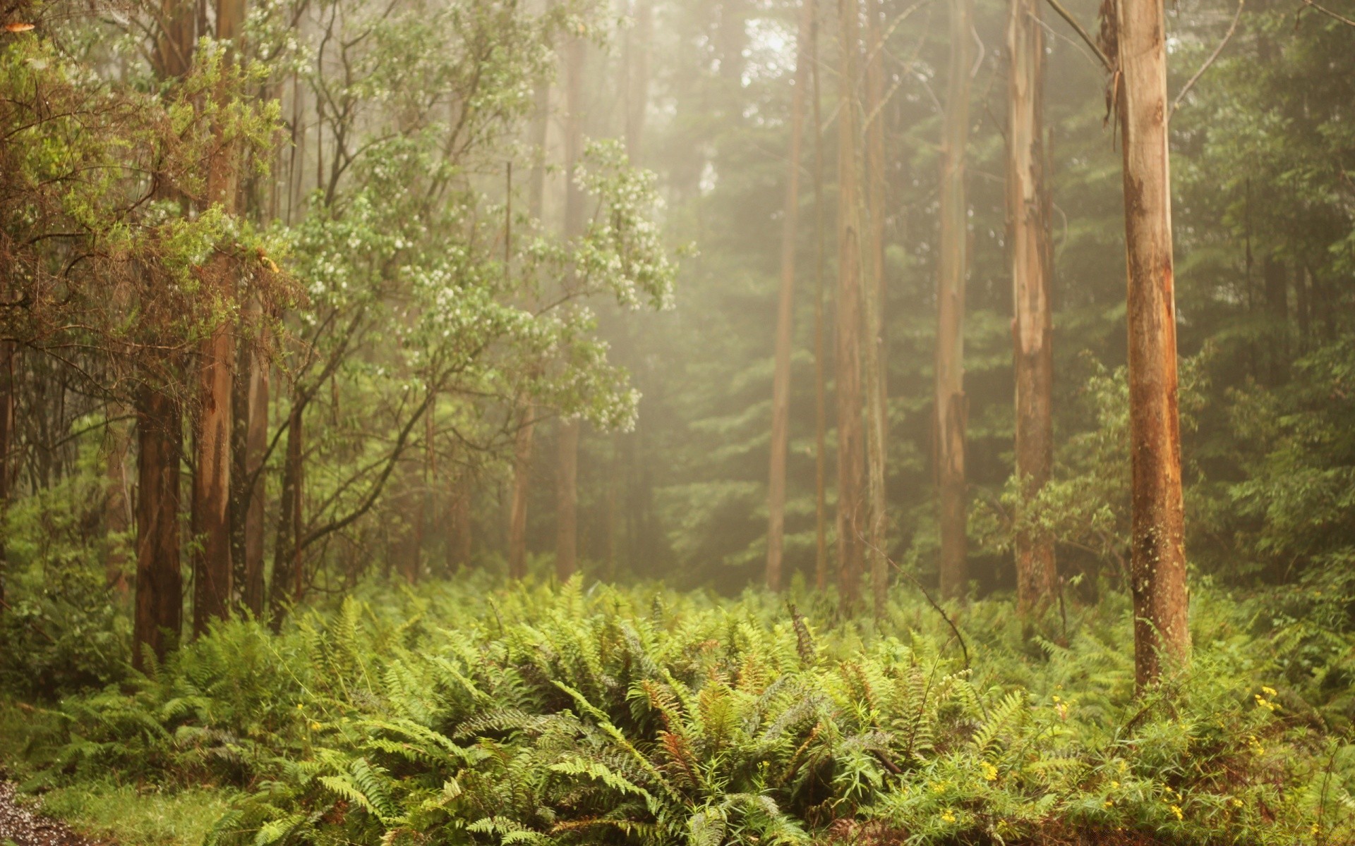 bosque madera árbol naturaleza paisaje hoja flora medio ambiente escénico parque amanecer al aire libre selva tropical exuberante temporada verano paisaje salvaje crecimiento viajes