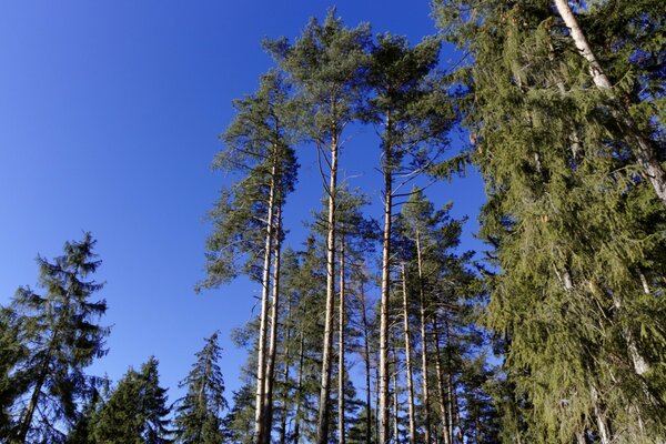 Naturaleza en verano al aire libre
