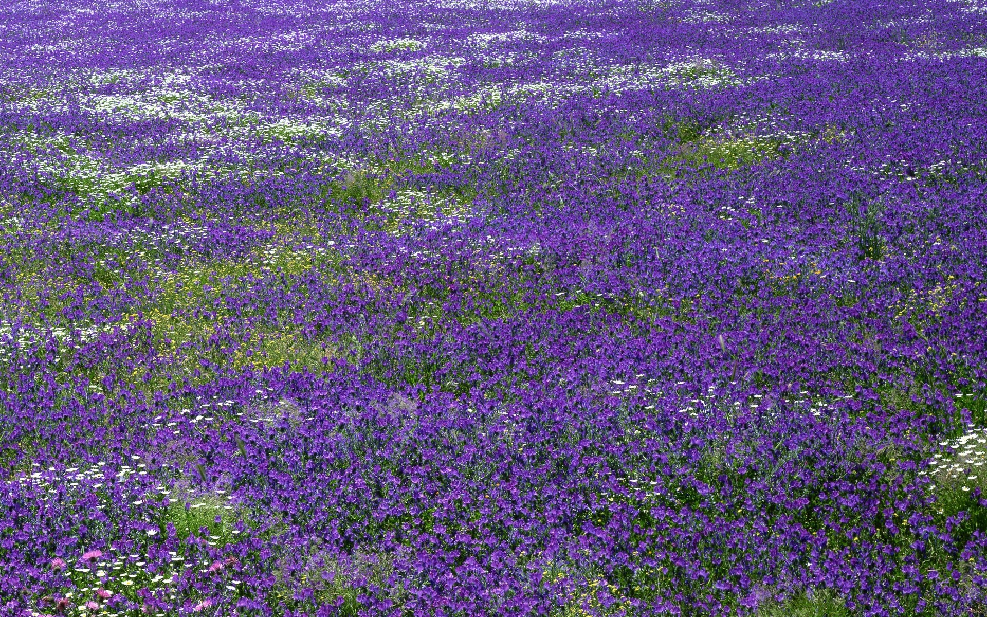 paisaje flor flora naturaleza campo heno floral rural verano al aire libre jardín hoja crecimiento floración paisaje violeta color agricultura campo hierba