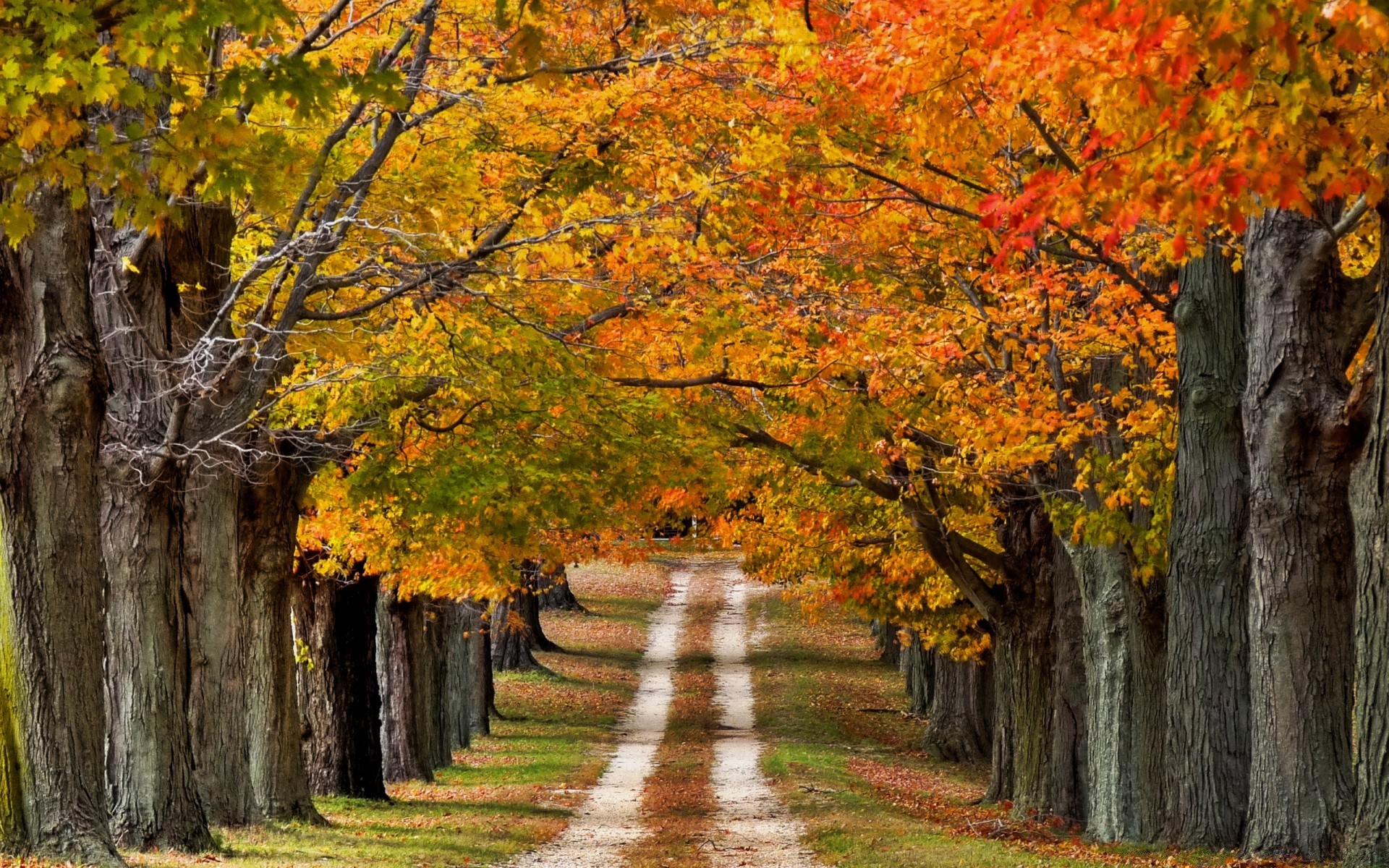 paisaje otoño hoja árbol arce paisaje madera parque naturaleza temporada escénico al aire libre rama