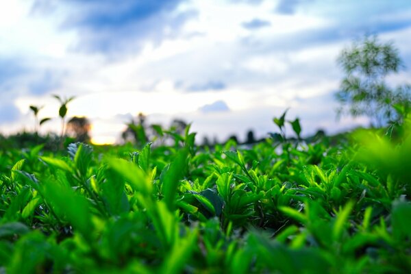 Hierba verde y cielo azul