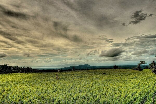 Cielo brumoso sobre el campo verde