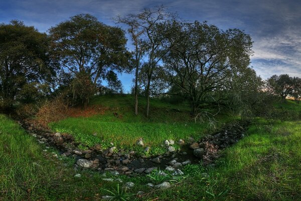 Paisajes suculentos de árboles y hierbas!