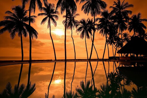 Viajes. Bosque tropical, leche de coco